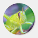Search for grasshopper magnets Entomology