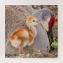 Search for sandhill crane puzzles Bird
