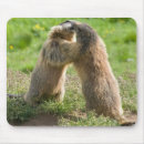 Search for marmots mouse mats Rodent