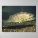 Search for fish tank posters Pike