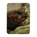 Search for tortoise magnets Reptile