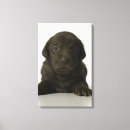 Search for studio pet supplies Looking at camera