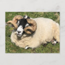Search for horned postcards Scottish