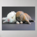 Search for lop posters Domestic animals