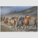 Search for horse tissue paper Nature