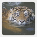 Search for tiger head stickers Animal body part