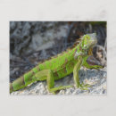 Search for green lizard postcards Florida