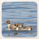 Search for waterfowl barware Wildlife photography