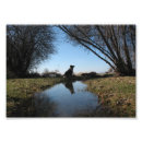 Search for border collie posters Farm