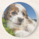 Search for lying barware Pets
