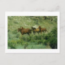 Search for horse runs postcards Landscape