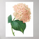 Search for vintage hydrangea posters Retro