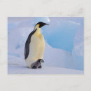 Search for aptenodytes postcards Nature