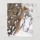 Search for squirrel picture postcards Forest