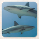 Search for underwater shark coasters Ocean