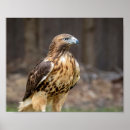 Search for 10x8 posters Nature