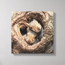 Search for squirrel canvas prints Forest