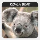 Search for australian koala bear stickers Wildlife