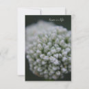 Search for allium Garden