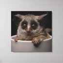 Search for animals canvas prints Monkey