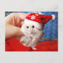 Search for dwarf christmas cards Looking at camera