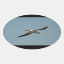 Search for pelican stickers Feathers