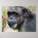 Search for orangutan posters Cute