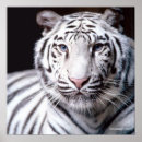 Search for bengal tiger posters Wild animals