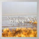 Search for sandhill posters Animal