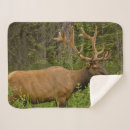 Search for alberta canada blankets Banff national park