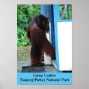 Search for putting posters Animals