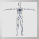 Search for circulatory system posters Cutout
