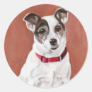Search for jack russel stickers Jrt