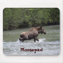 Search for deer photography Wilderness