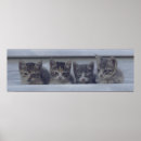 Search for four animals posters Cats