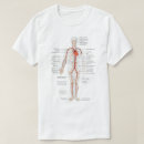 Search for circulatory system Human