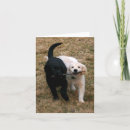 Search for black lab cards Retrievers