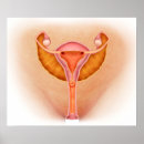 Search for sexual posters Human anatomy