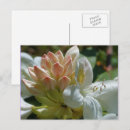 Search for white azalea postcards Flower