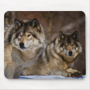 Search for timber wolf electronics Winter