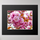 Search for cherry blossom posters Flower