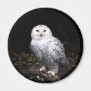 Search for birds of prey magnets Snowy owl