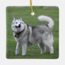 Search for alaskan husky christmas tree decorations Animal