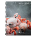 Search for smithsonian Pink flamingos