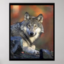 Search for wolf posters Grey