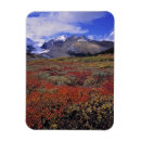 Search for alberta magnets Rocky mountains