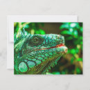 Search for iguanas postcards Nature