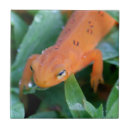 Search for red tiles Wildlife