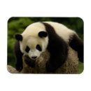 Search for panda magnets Sichuan province