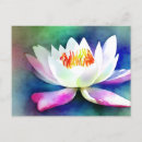 Search for white lily postcards Lotus